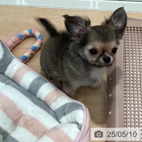 チワワの写真