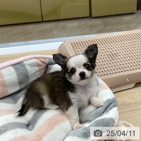 チワワの写真