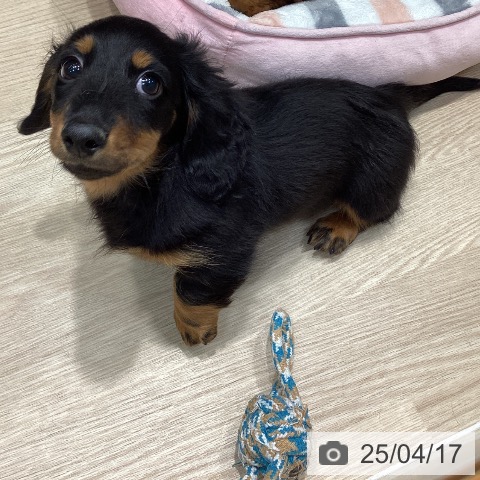 カニーンヘン・ダックスフンドの写真