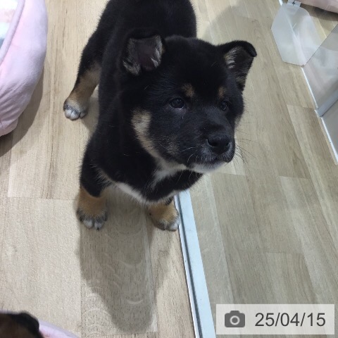 柴の写真