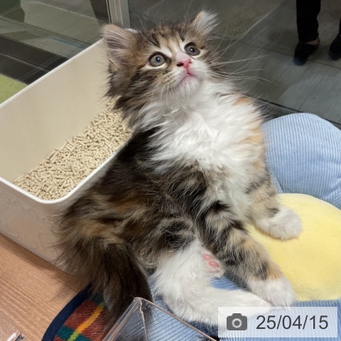 ノルウェージャンフォレストキャットの写真