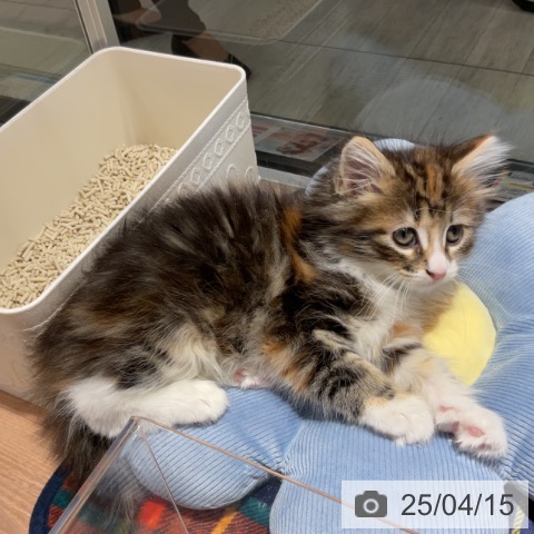 ノルウェージャンフォレストキャットの写真