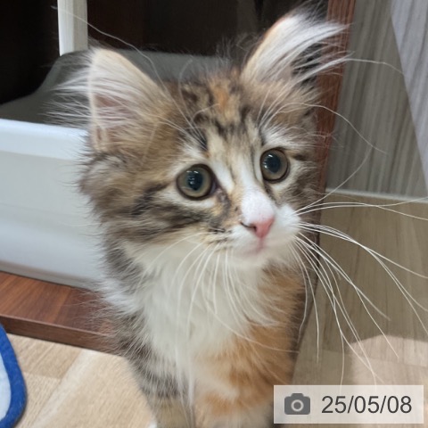ノルウェージャンフォレストキャットの写真