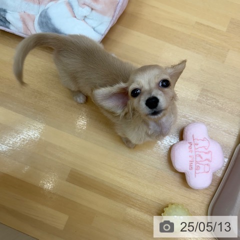 カニーンヘン・ダックスフンドの写真