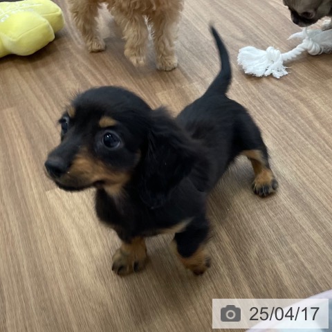 カニーンヘン・ダックスフンドの写真
