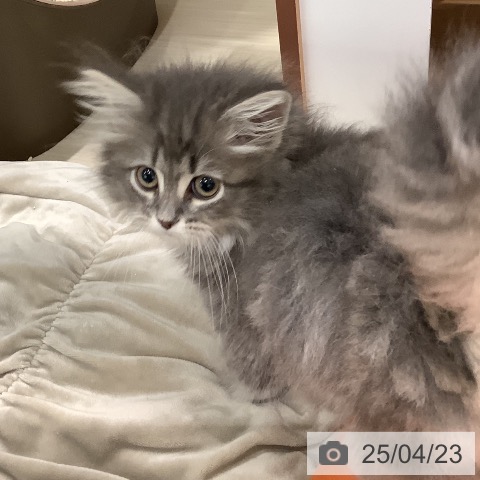 サイベリアンの写真