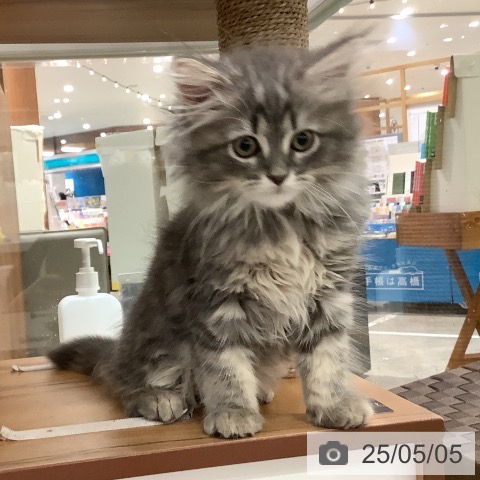 サイベリアンの写真