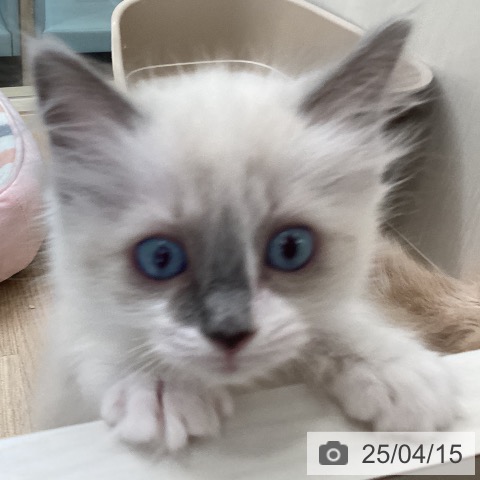 ラグドールの写真