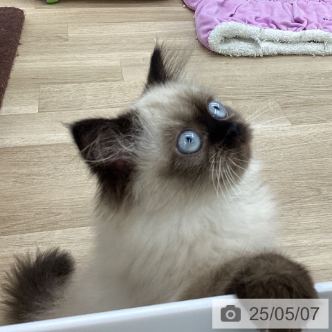 ヒマラヤンの写真