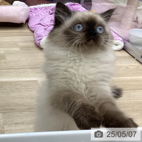 ヒマラヤンの写真