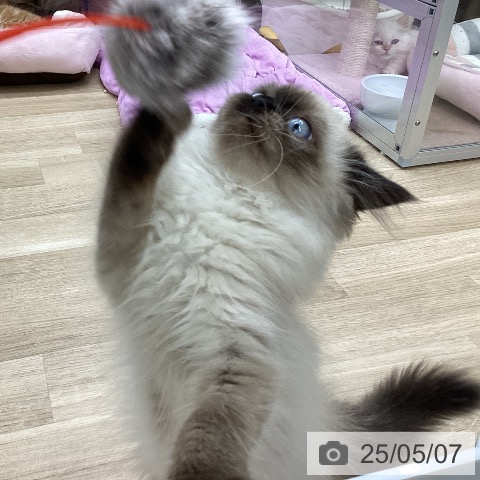 ヒマラヤンの写真