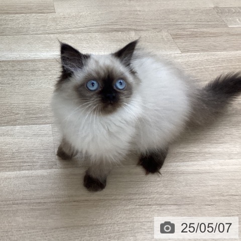 ヒマラヤンの写真