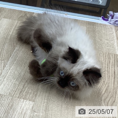 ヒマラヤンの写真