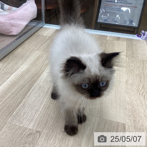ヒマラヤンの写真