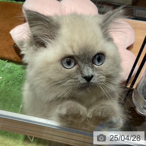 ヒマラヤンの写真
