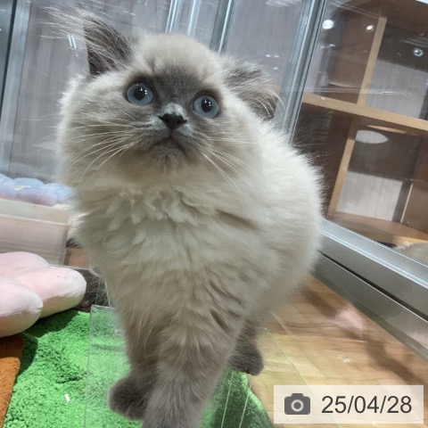 ヒマラヤンの写真