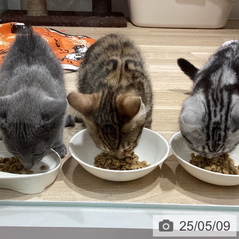 ロシアンブルーの写真