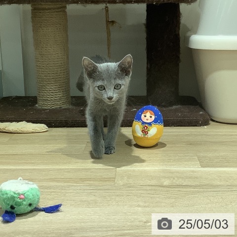 ロシアンブルーの写真