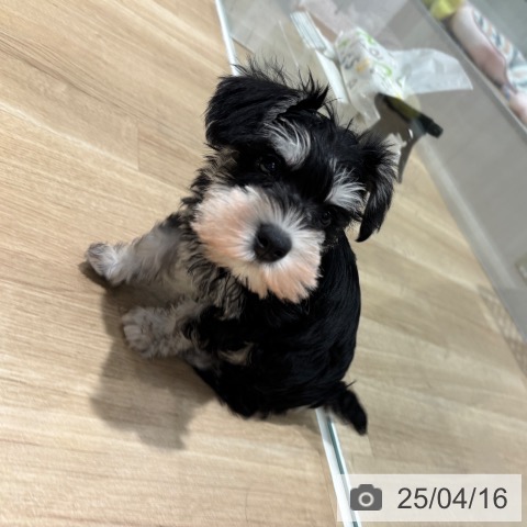 ミニチュア・シュナウザーの写真