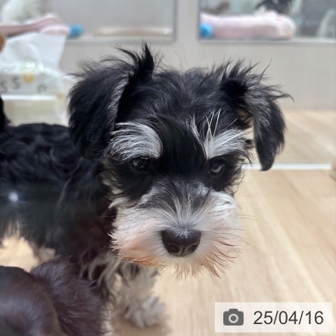ミニチュア・シュナウザーの写真
