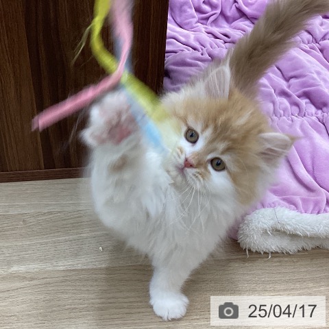 サイベリアンの写真