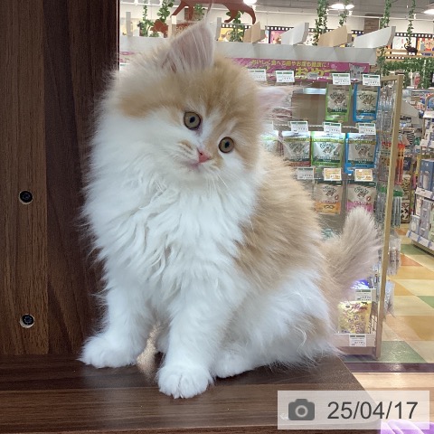 サイベリアンの写真