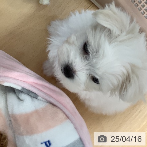 マルチーズの写真