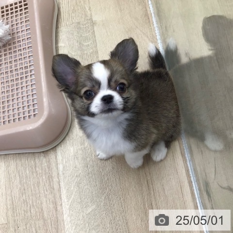 チワワの写真