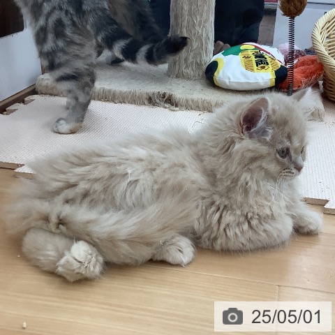 ラガマフィンの写真