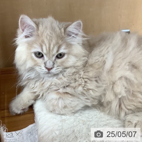 ラガマフィンの写真