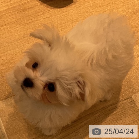 マルチーズの写真