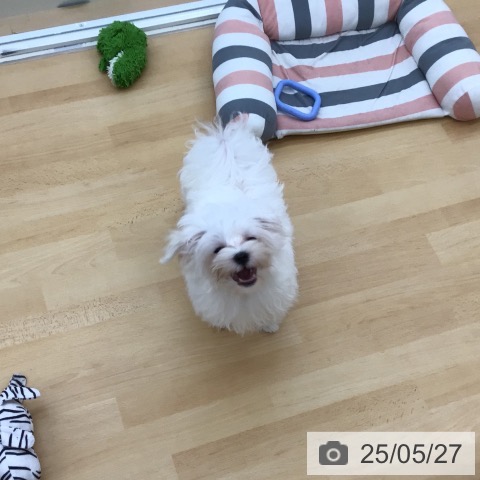 マルチーズの写真