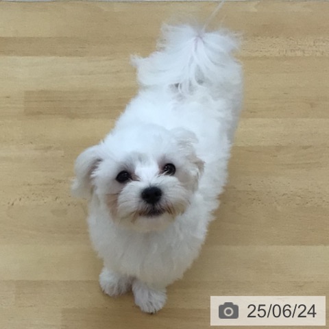 マルチーズの写真