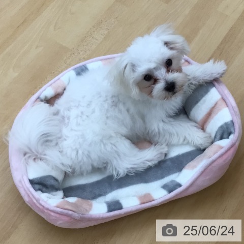 マルチーズの写真
