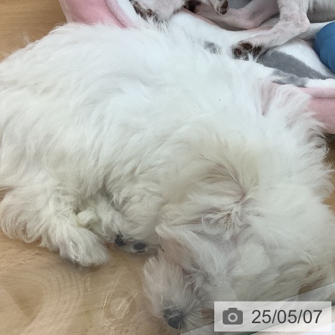 マルチーズの写真