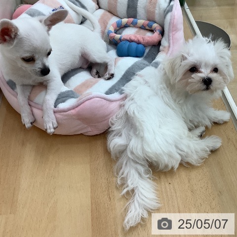 マルチーズの写真