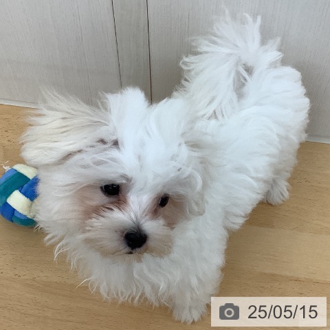 マルチーズの写真