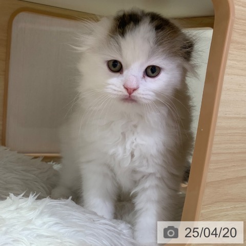 スコティッシュフォールドの写真