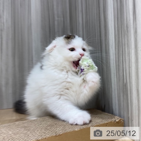 スコティッシュフォールドの写真