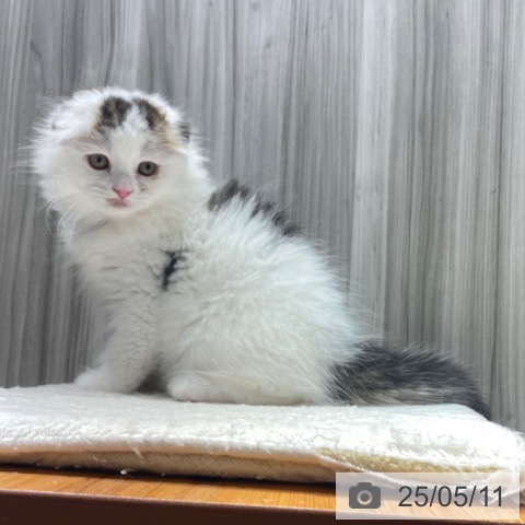スコティッシュフォールドの写真