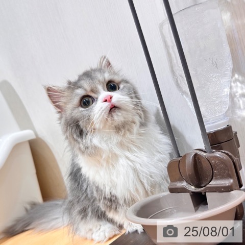 マンチカンの写真