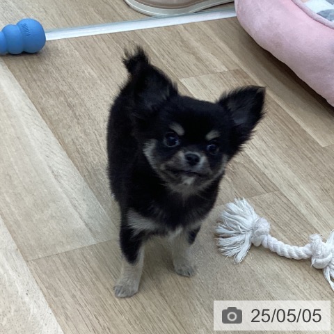 チワワの写真