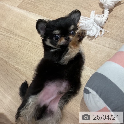 チワワの写真