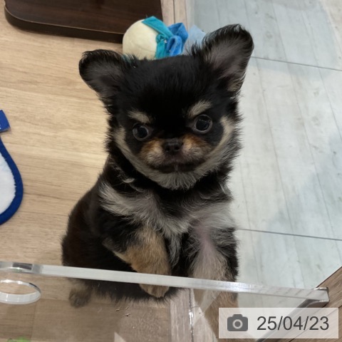 チワワの写真