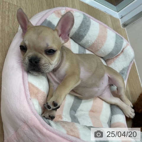 フレンチ・ブルドッグの写真