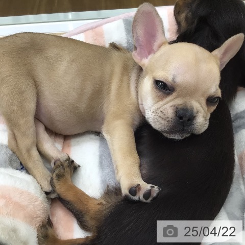 フレンチ・ブルドッグの写真