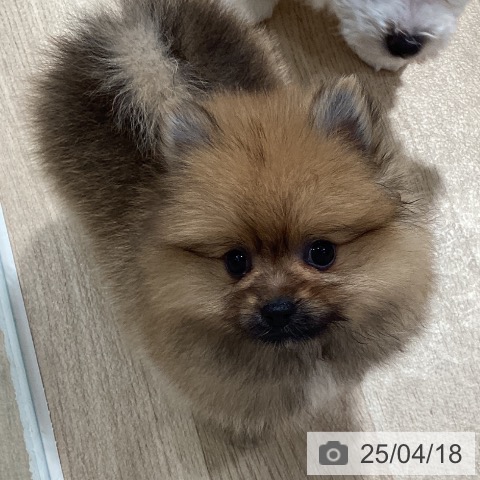 ポメラニアンの写真