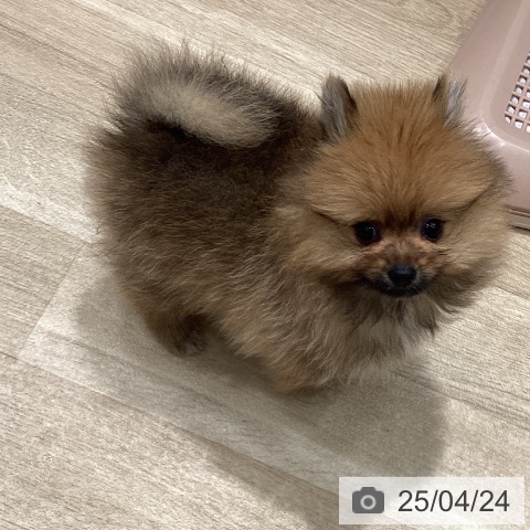 ポメラニアンの写真