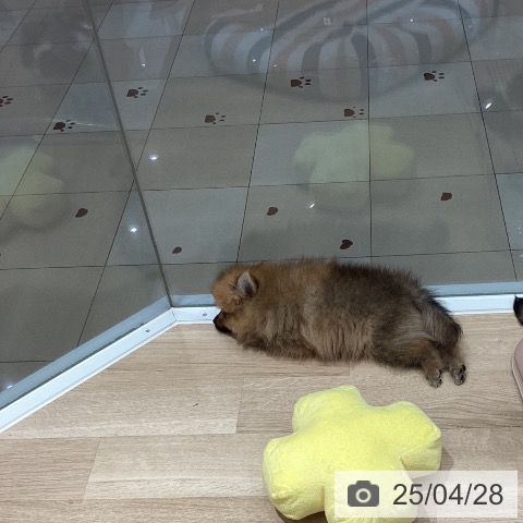 ポメラニアンの写真