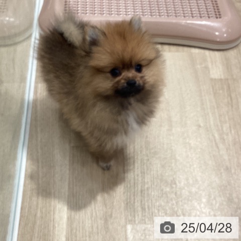 ポメラニアンの写真